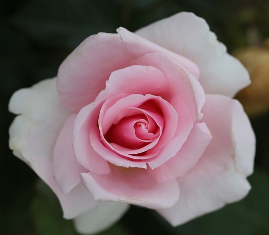 Let There Be Love Floribunda Rose
