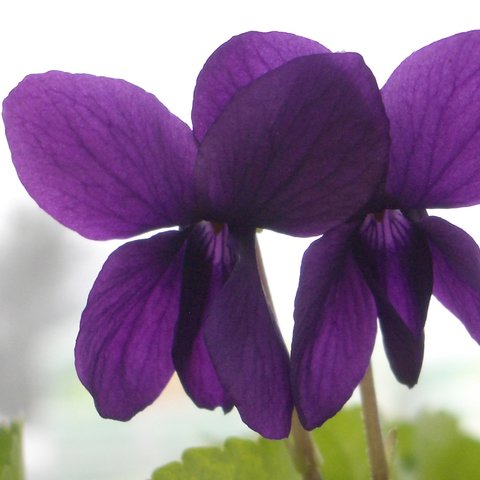 Lianne Odorata Violet