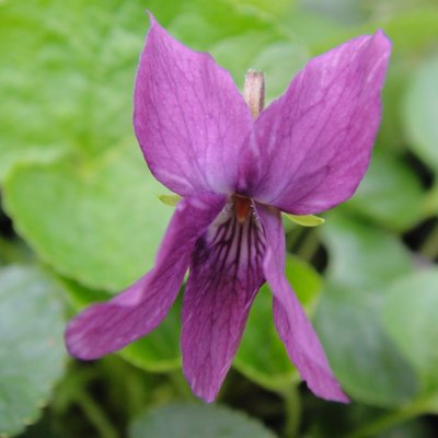 Little Plum Odorata Violet