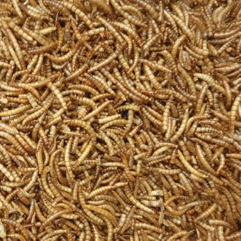 Dried Mealworms Loose price per KG