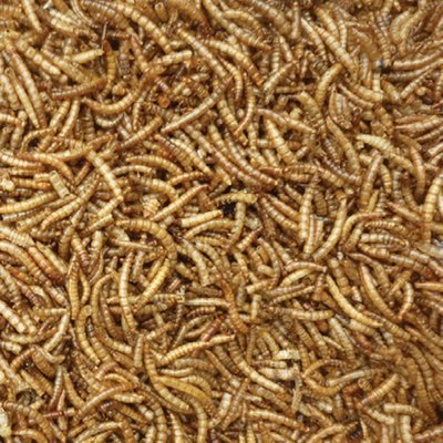 Dried Mealworms Loose price per KG