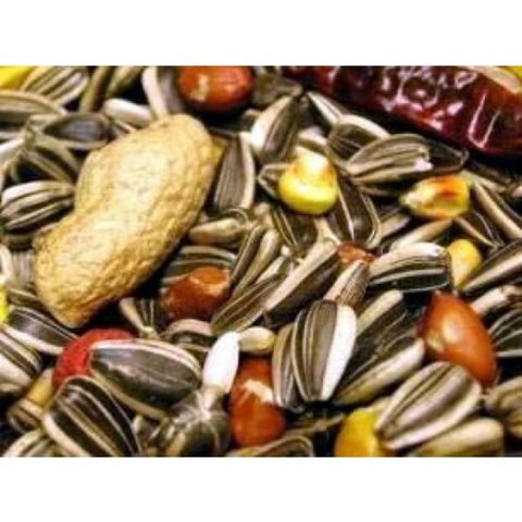 Willsbridge Parrot Mix price per KG