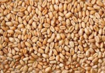 Whole Wheat Loose price per KG