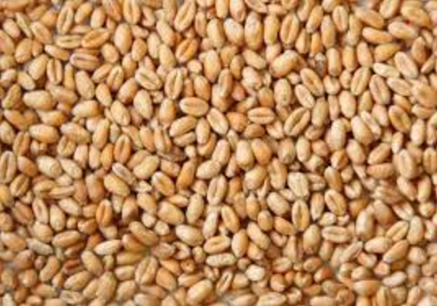 Whole Wheat Loose price per KG Groves Nurseries & Garden Centre