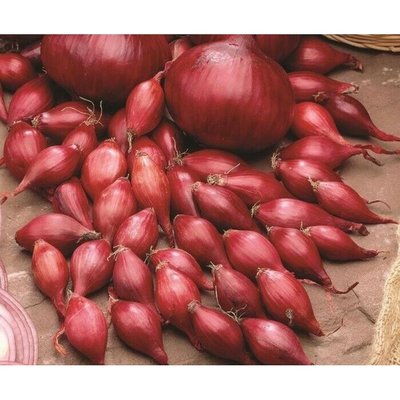Loose Onion Sets Red Winter (Price Per Kg)