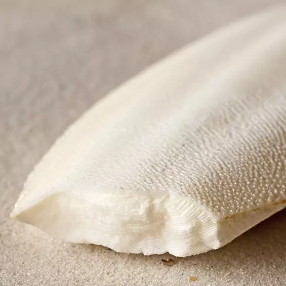 Cuttlefish Bone Loose price per Kg