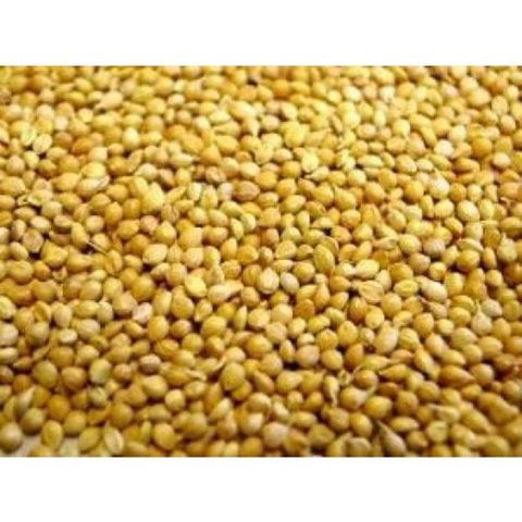 Panicum Millet Loose price per KG