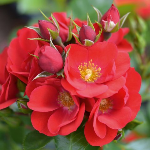 Lots Of Kisses Patio Rose
