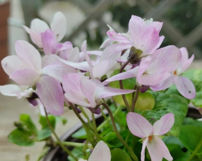 Louisa Groves odorata Violet