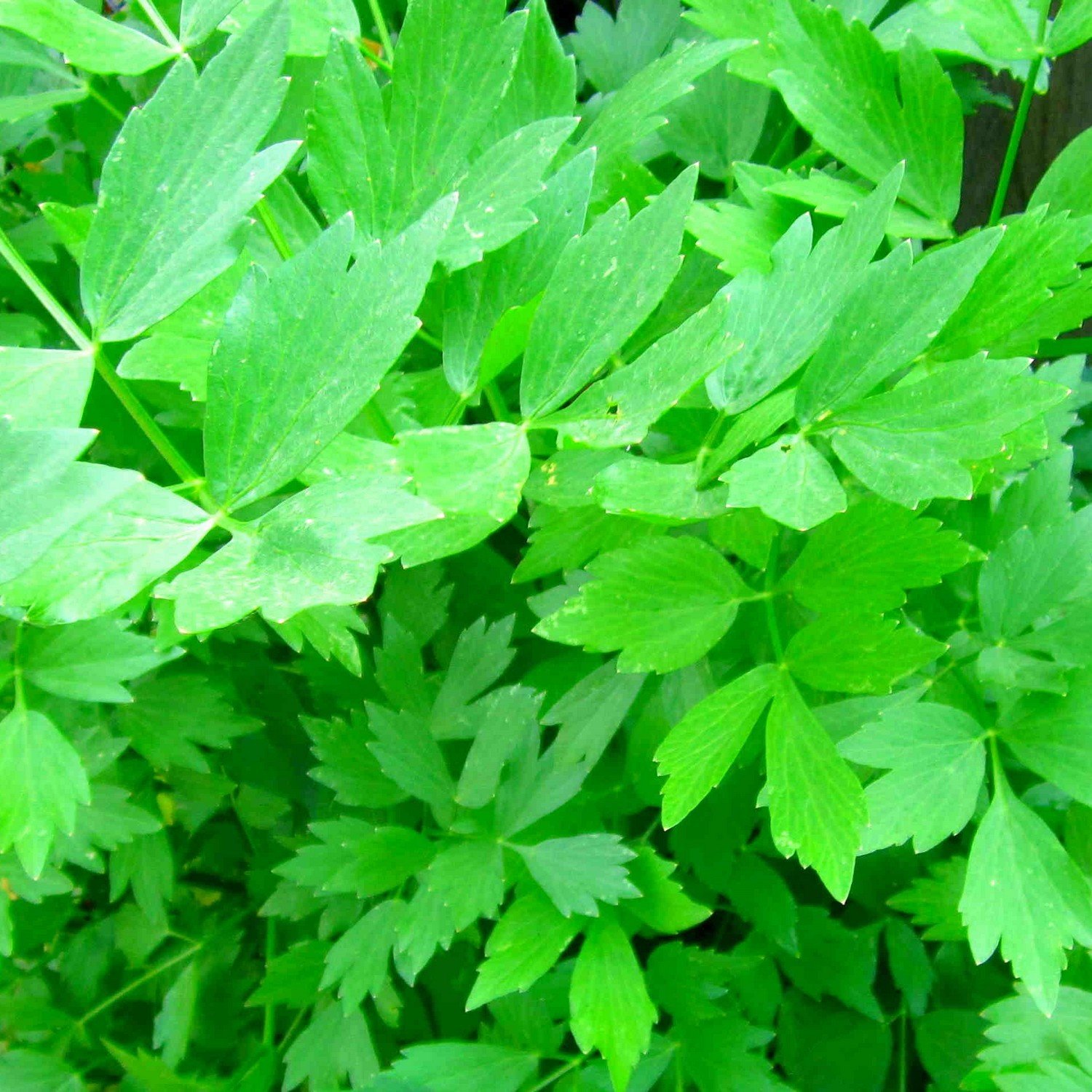 Lovage Herb 12cm Groves Nurseries & Garden Centre