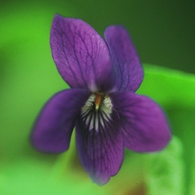 Luxonne Odorata Violet