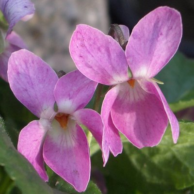 Lydia Groves Odorata Violet