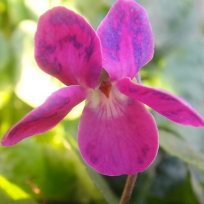 Lydia's Legacy Odorata Violet