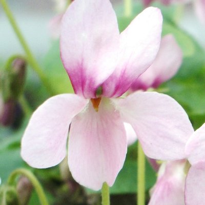 Mme Armandine Pages Odorata Violet