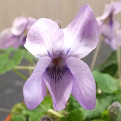 Madeleine Mary Groves odorata Violet