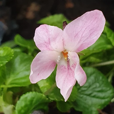 Malmsbury Pink odorata Violet