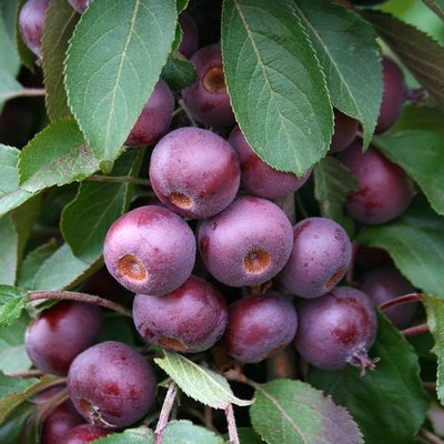 Malus Laura