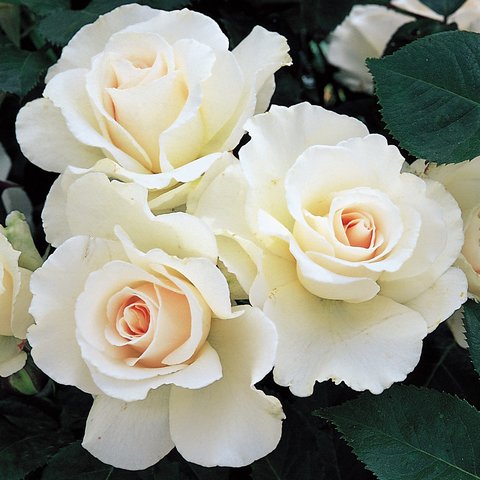 Margaret Merrill Floribunda Rose