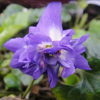 Marie Louise Parma Violet