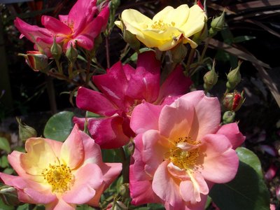 Masquerade Climbing Rose