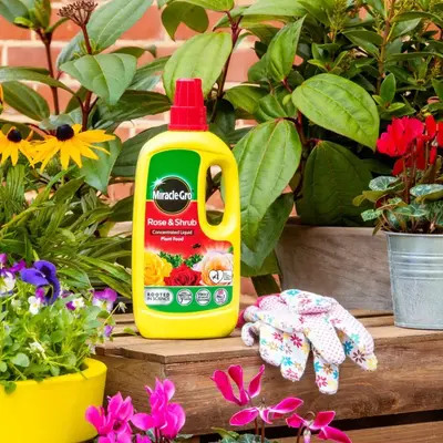 Miracle-Gro Rose & Shrub Liquid Plant Food 800ml - image 2