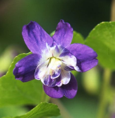 Mrs David Lloyd George Odorata Violet