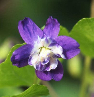 Mrs David Lloyd George Odorata Violet