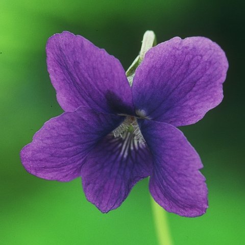 Mrs Pinehurst Large Flowered Devon Type Violet