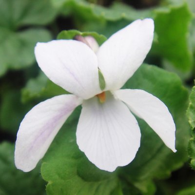 Mrs R Barton Odorata Violet