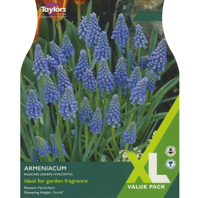 Taylors XL Muscari Armeniacum