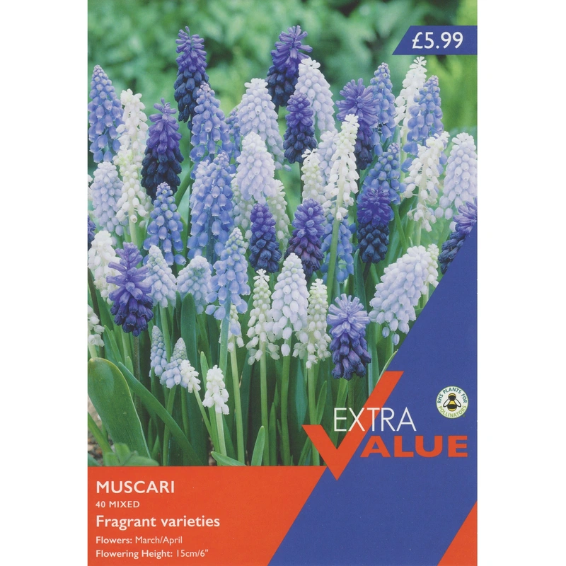 Taylors Extra Value Muscari Mixed