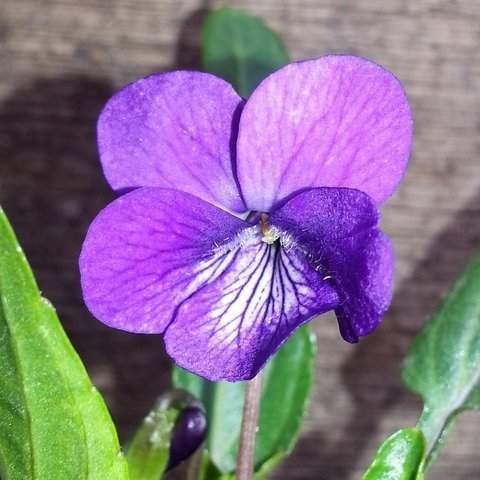 Viola mandschurica Myojin
