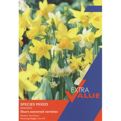 Taylors Extra Value Species Narcissi Mixed