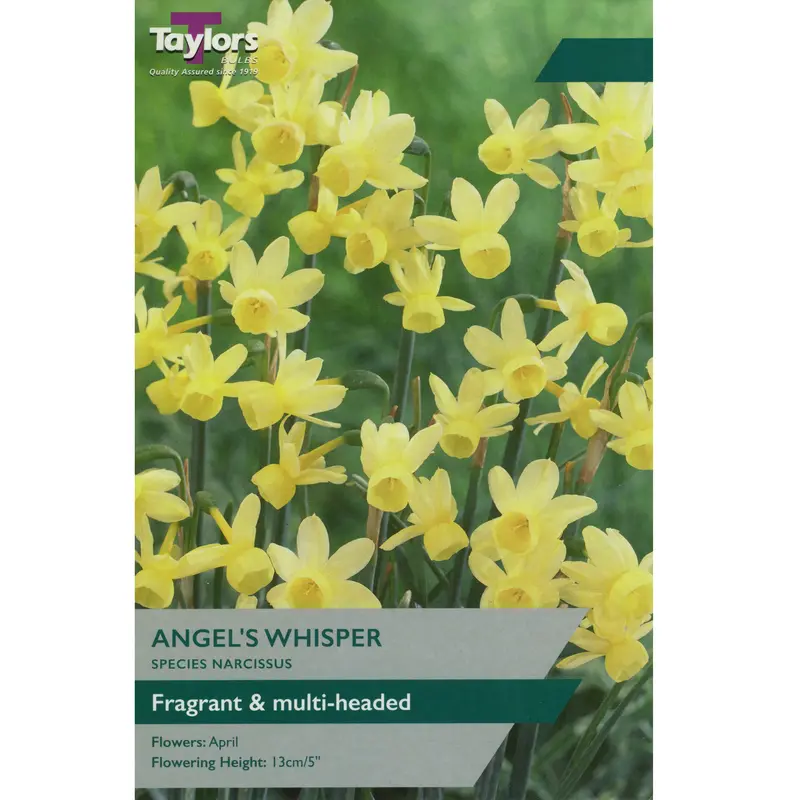 Narcissus Angel's Whisper