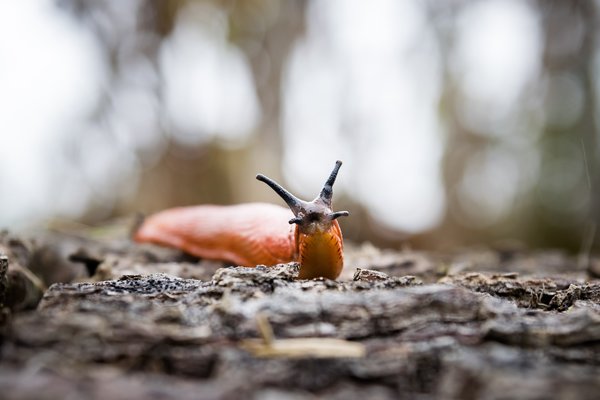 Natural Pest Control