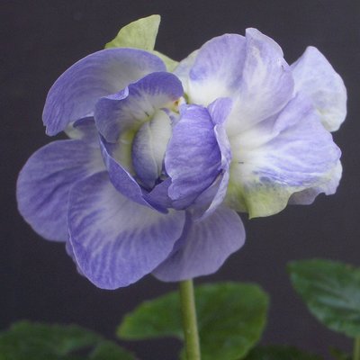 Neapolitan Parma Violet