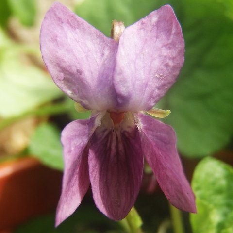 Norah Church Odorata Violet