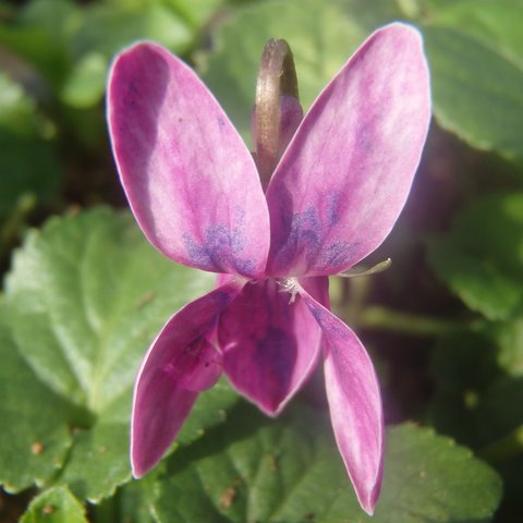 Opera Odorata Violet