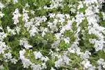Orange Scented Thyme 1L