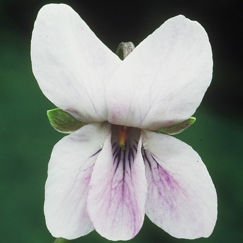 Orchid Pink Odorata Violet
