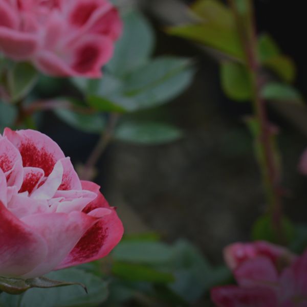 Ornamental
