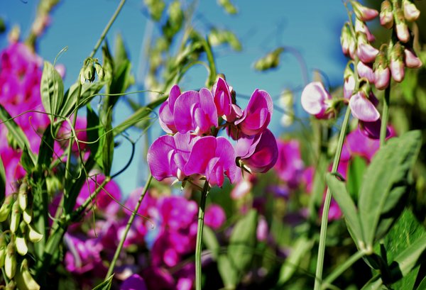 Ornamental Seed