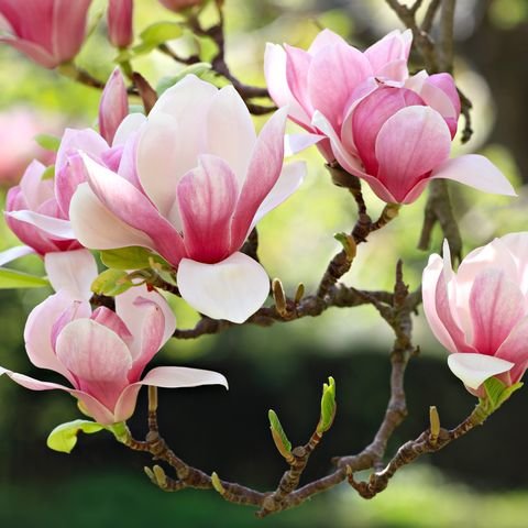 Ornamental Trees