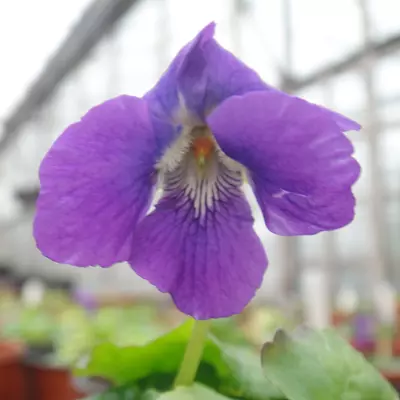 Pamela Zambra Large Flowered Devon Type Violet