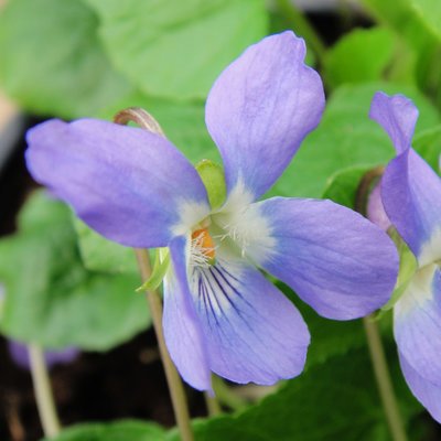 Paradise Blue Odorata Violet