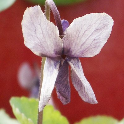 Parchment Odorata Violet