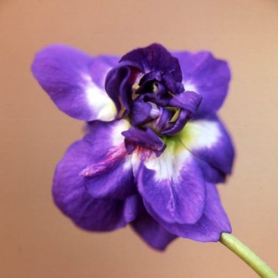 Parma D'Udine parma Violet