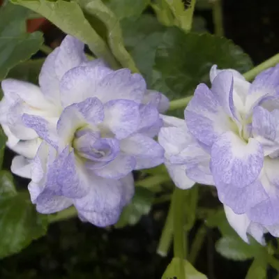 "Parma Violet Collection"