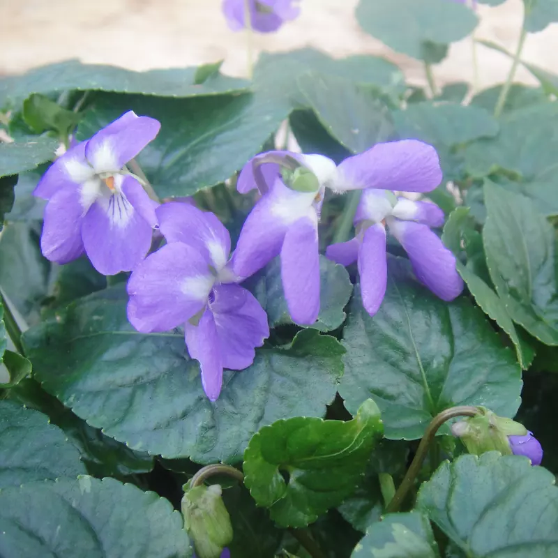 Fee Jalucine parma Violet