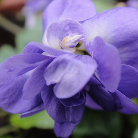 Parme de Toulouse Parma Violet
